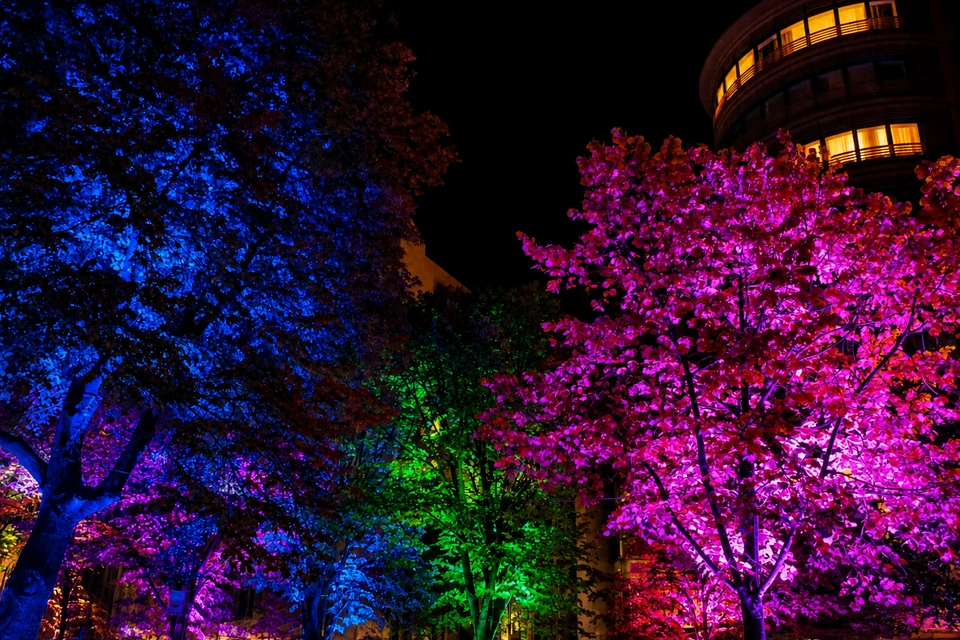 Trees illuminated in blue, green and magenta on Unter den Linden during the Festival of Lights 2012